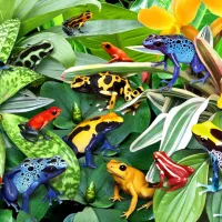 Fun Frogs