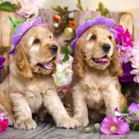 Chiots aux Chapeaux de Fleurs