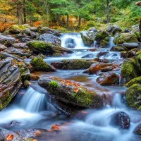Forest Stream in Autumn