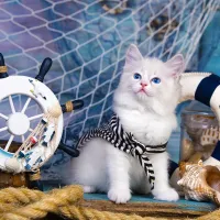 Capitaine Chaton