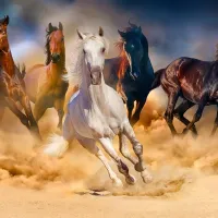 Chevaux dans le Désert