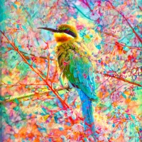 Oiseau Joyeux