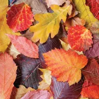 Colorful Leaves