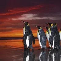 Wim van den Heever - King Penguins
