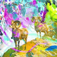 Big Horns