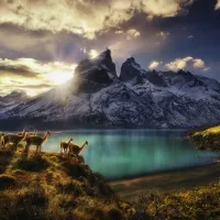 Von Humboldt Alexander - Guanacos