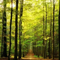 Sous-Bois