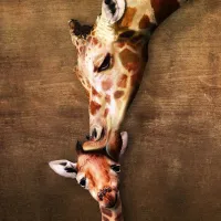 La maman girafe et son girafon