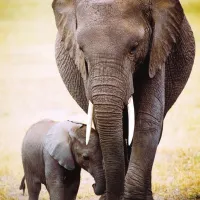 L'éléphant et l'éléphanteau