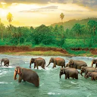 Save our Planet Collection - Forêt Tropicale