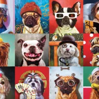 Funny Dogs