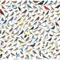 Le Monde des Oiseaux, par David Sibley
