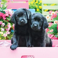Pièces XXL - Labradors Noirs dans une Boîte Rose