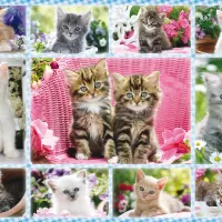 Chatons