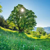 Érable Sycomore au Soleil - Saint-Gall, Suisse