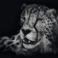 Véloce – Le Guépard : Sous le Signe de la Grâce