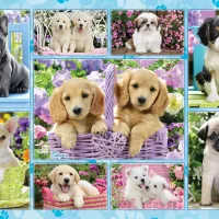 Chiots