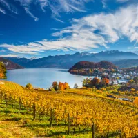 Vineyards