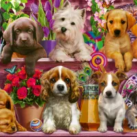 Chiens sur l'Etagère