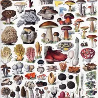 Puzzle en Bois Découpé à la Main - Les Champignons