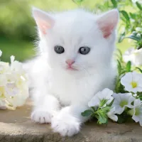 Chaton blanc