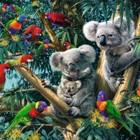Koalas dans l'Arbre
