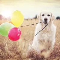 Celebration Day