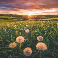 Nature Edition - Pissenlits au Coucher du Soleil
