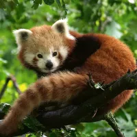 Panda Roux