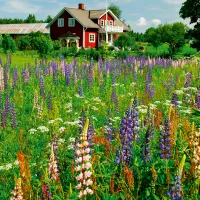 Ferme en Suède (Puzzle Highlight, Scandinavian)