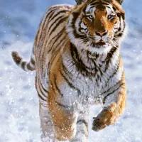 Tigre dans la Neige