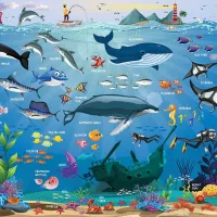 Ocean Animals