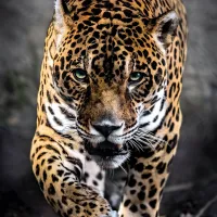 Promenade Du Jaguar