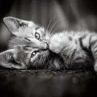 Chaton