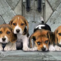 Les Beagles