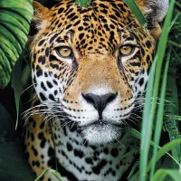Jaguar dans la Jungle
