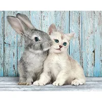 Chat et Lapin
