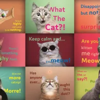 Drôles De Visages De Chats