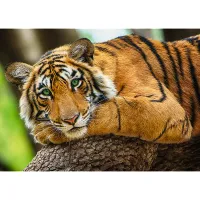 Tiger Portrait