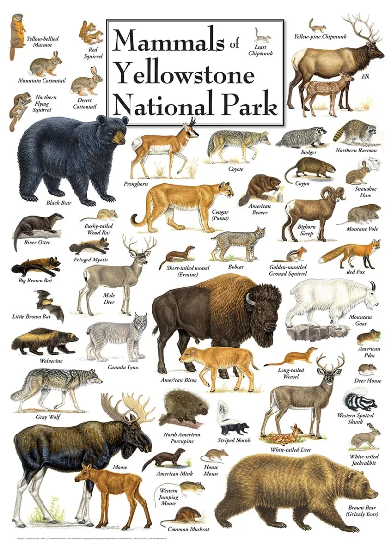 Mammals of Yellowstone National Park