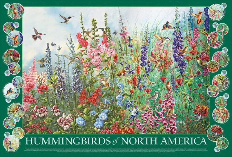 Colibris d'Amérique du Nord