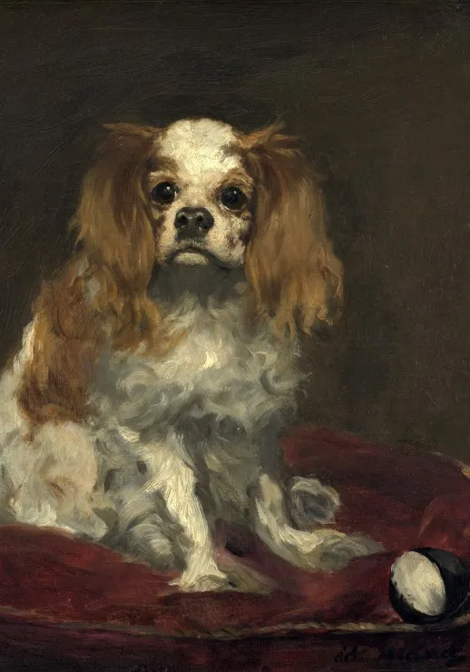 Edouard Manet : Un Cavalier King Charles Spaniel, 1866