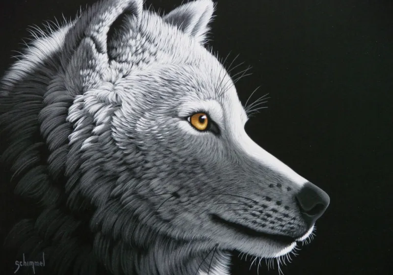 Schim Schimmel - Wolf Light