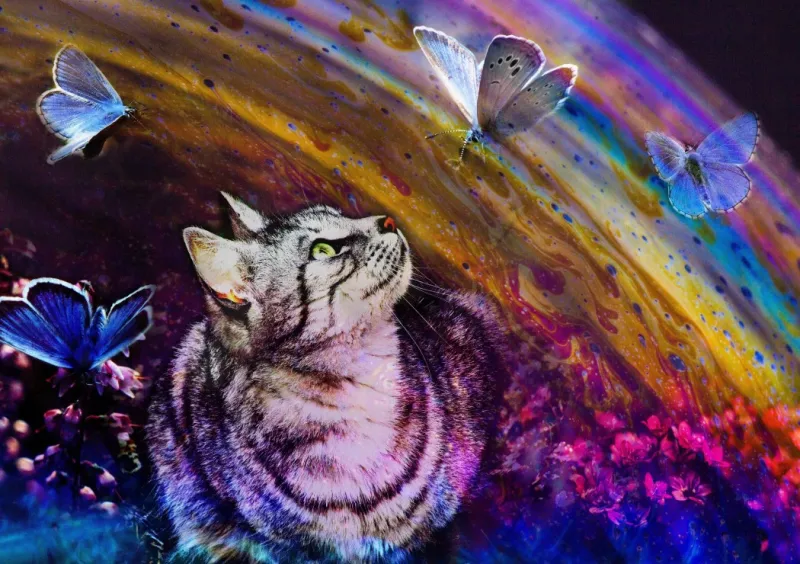 Le Chat et les Papillons