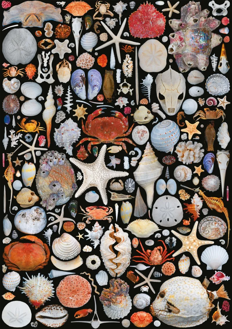 COQUILLES
