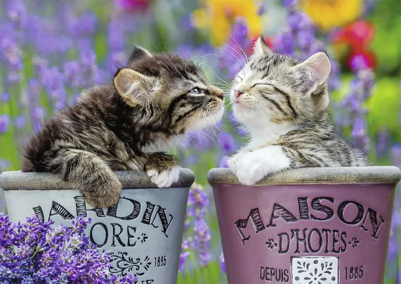 Bisous de Chatons