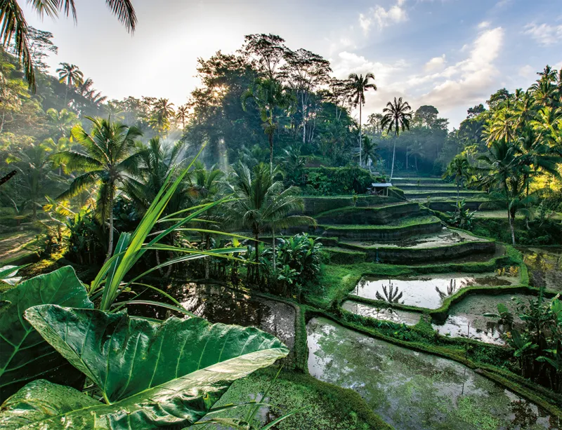 Au Coeur de Bali