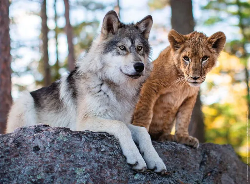 Le Loup et le Lion