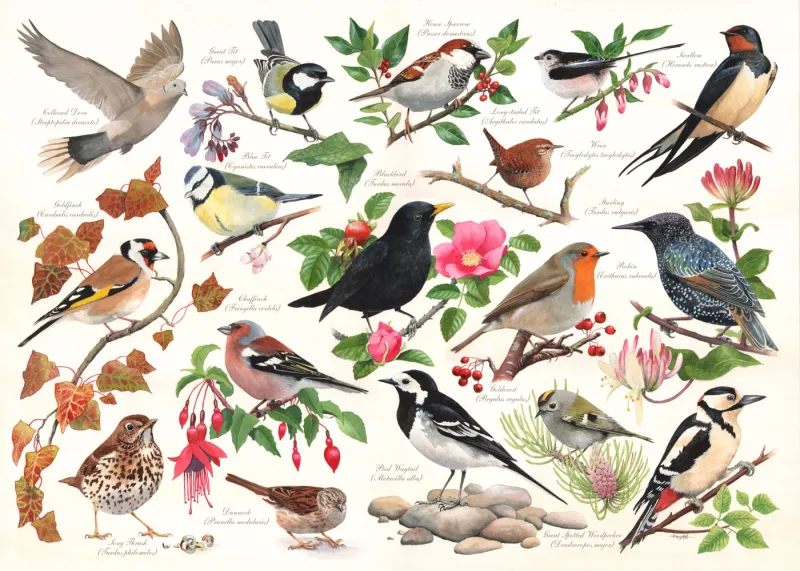 Oiseaux Dans Mon Jardin