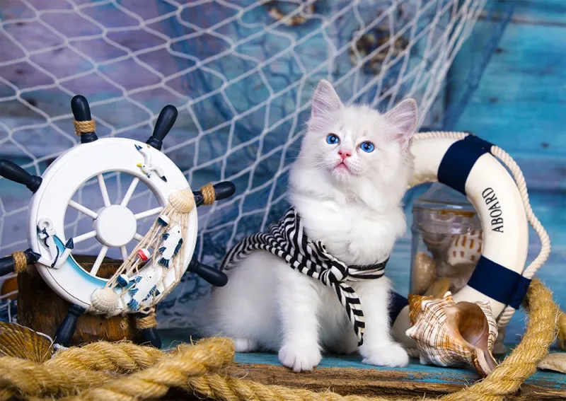 Capitaine Chaton